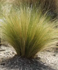 Fast Growing Trees Mexican Feather Grass Ornamental Grasses