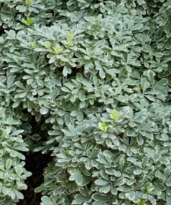 Fast Growing Trees Mojo® Dwarf Pittosporum
