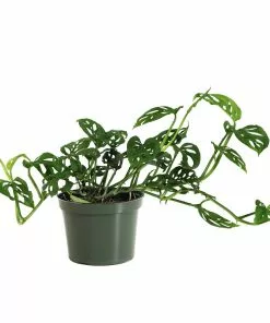 Fast Growing Trees Monstera Adansonii Floor Plants 23 Fast Growing Trees Monstera Adansonii Floor Plants