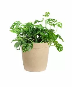 Fast Growing Trees Monstera Adansonii Floor Plants 19 Fast Growing Trees Monstera Adansonii Floor Plants