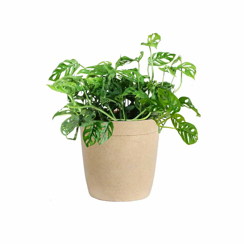 Fast Growing Trees Monstera Adansonii Floor Plants 9 Fast Growing Trees Monstera Adansonii Floor Plants