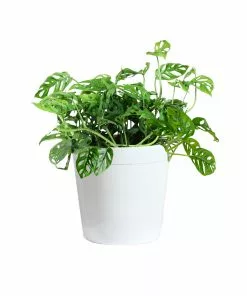 Fast Growing Trees Monstera Adansonii Floor Plants 18 Fast Growing Trees Monstera Adansonii Floor Plants