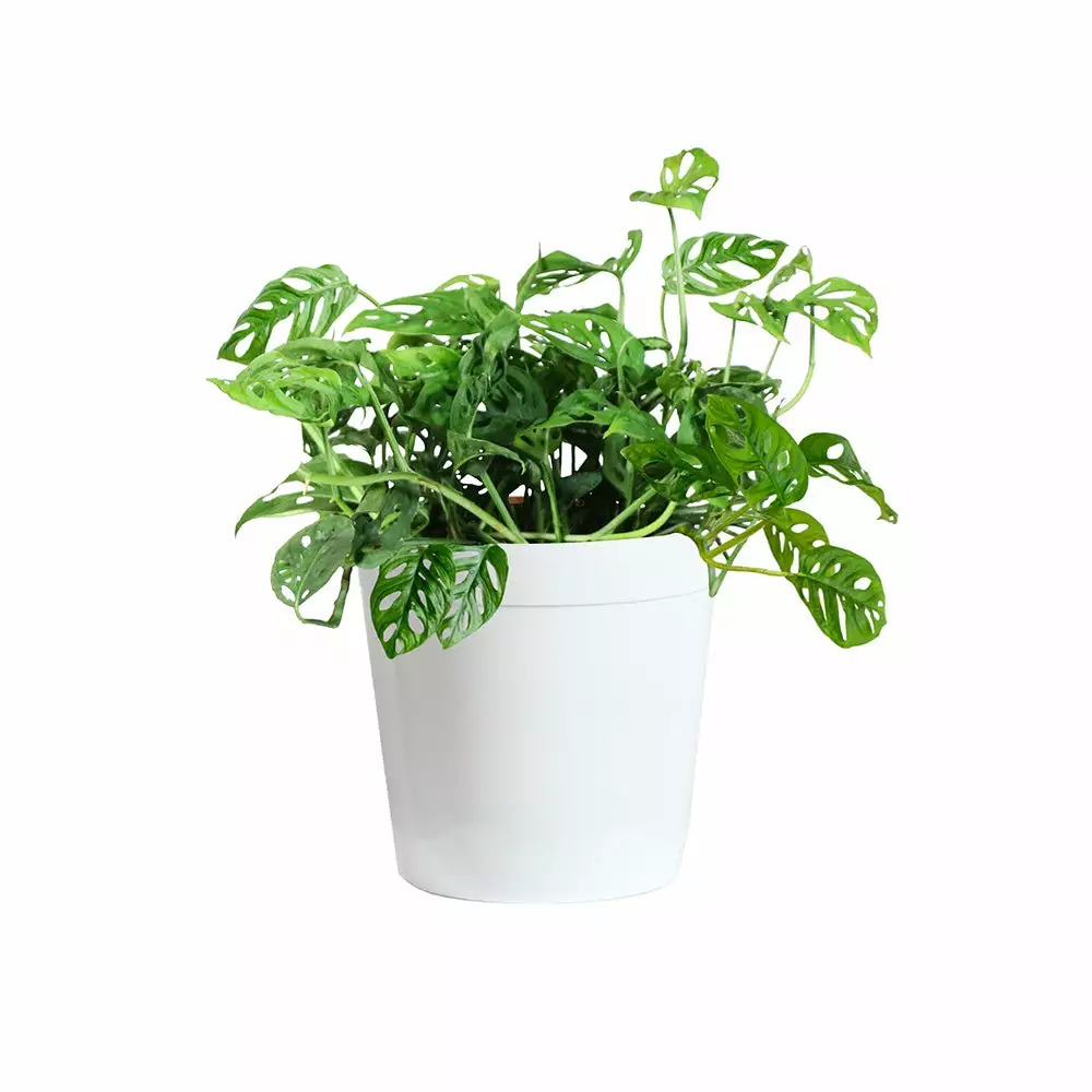 Fast Growing Trees Monstera Adansonii Floor Plants 8 Fast Growing Trees Monstera Adansonii Floor Plants