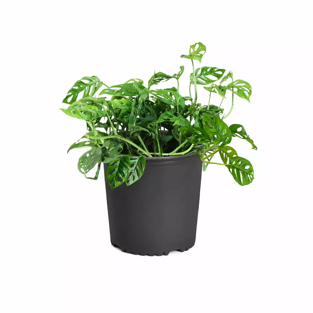 Fast Growing Trees Monstera Adansonii Floor Plants 10 Fast Growing Trees Monstera Adansonii Floor Plants