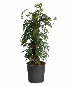 Fast Growing Trees Monstera Adansonii Floor Plants 21 Fast Growing Trees Monstera Adansonii Floor Plants