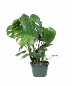 Fast Growing Trees Floor Plants Monstera Deliciosa (Swiss Cheese Plant) 28 Fast Growing Trees Floor Plants Monstera Deliciosa (Swiss Cheese Plant)