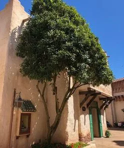 Fast Growing Trees Nut Trees Macadamia Nut Tree 8 Fast Growing Trees Nut Trees Macadamia Nut Tree