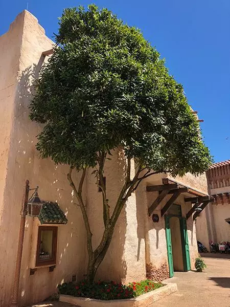 Fast Growing Trees Nut Trees Macadamia Nut Tree 5 Fast Growing Trees Nut Trees Macadamia Nut Tree