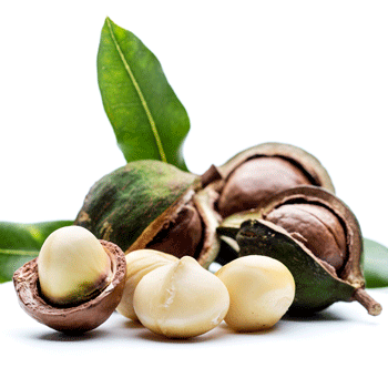 Fast Growing Trees Nut Trees Macadamia Nut Tree 3 Fast Growing Trees Nut Trees Macadamia Nut Tree