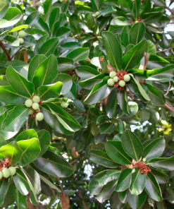 Fast Growing Trees Nut Trees Macadamia Nut Tree 9 Fast Growing Trees Nut Trees Macadamia Nut Tree