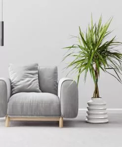 Fast Growing Trees Air Purifying House Plants Braided Madagascar Dragon Tree