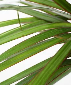 Fast Growing Trees Air Purifying House Plants Braided Madagascar Dragon Tree 17 Fast Growing Trees Air Purifying House Plants Braided Madagascar Dragon Tree