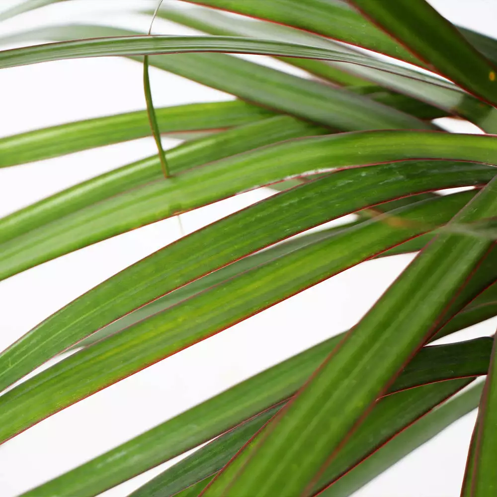 Fast Growing Trees Air Purifying House Plants Braided Madagascar Dragon Tree 5 Fast Growing Trees Air Purifying House Plants Braided Madagascar Dragon Tree