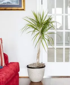 Fast Growing Trees Air Purifying House Plants Braided Madagascar Dragon Tree 18 Fast Growing Trees Air Purifying House Plants Braided Madagascar Dragon Tree