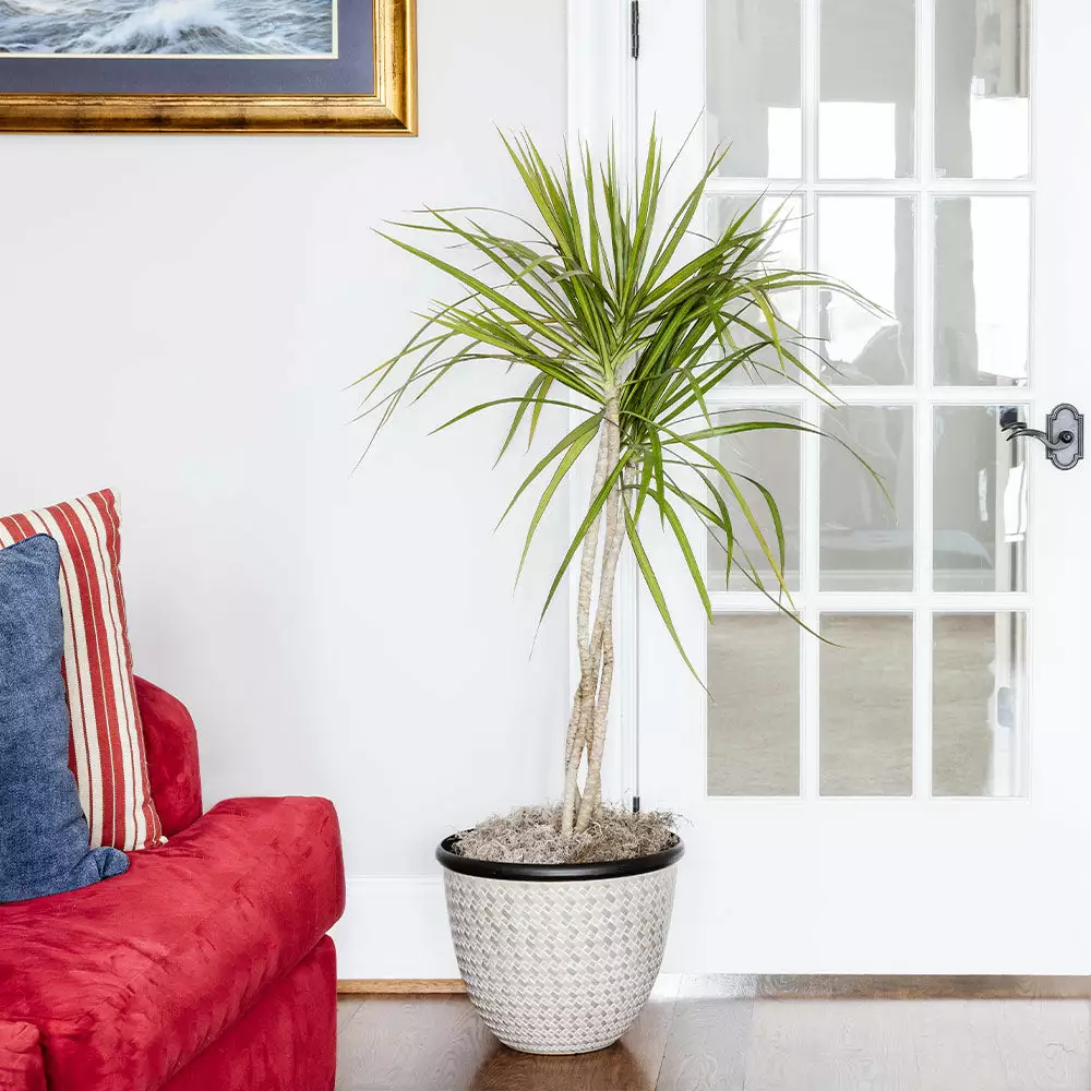 Fast Growing Trees Air Purifying House Plants Braided Madagascar Dragon Tree 6 Fast Growing Trees Air Purifying House Plants Braided Madagascar Dragon Tree