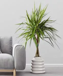 Fast Growing Trees Air Purifying House Plants Braided Madagascar Dragon Tree