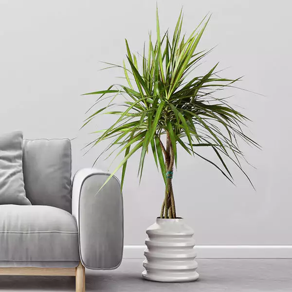 Fast Growing Trees Air Purifying House Plants Braided Madagascar Dragon Tree 3 Fast Growing Trees Air Purifying House Plants Braided Madagascar Dragon Tree