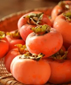 Fast Growing Trees Persimmon Trees Weeping Persimmon 7 Fast Growing Trees Persimmon Trees Weeping Persimmon