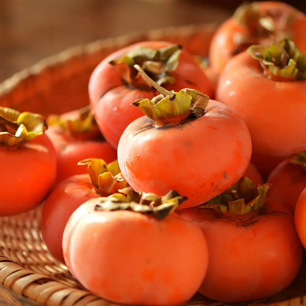 Fast Growing Trees Persimmon Trees Weeping Persimmon 5 Fast Growing Trees Persimmon Trees Weeping Persimmon