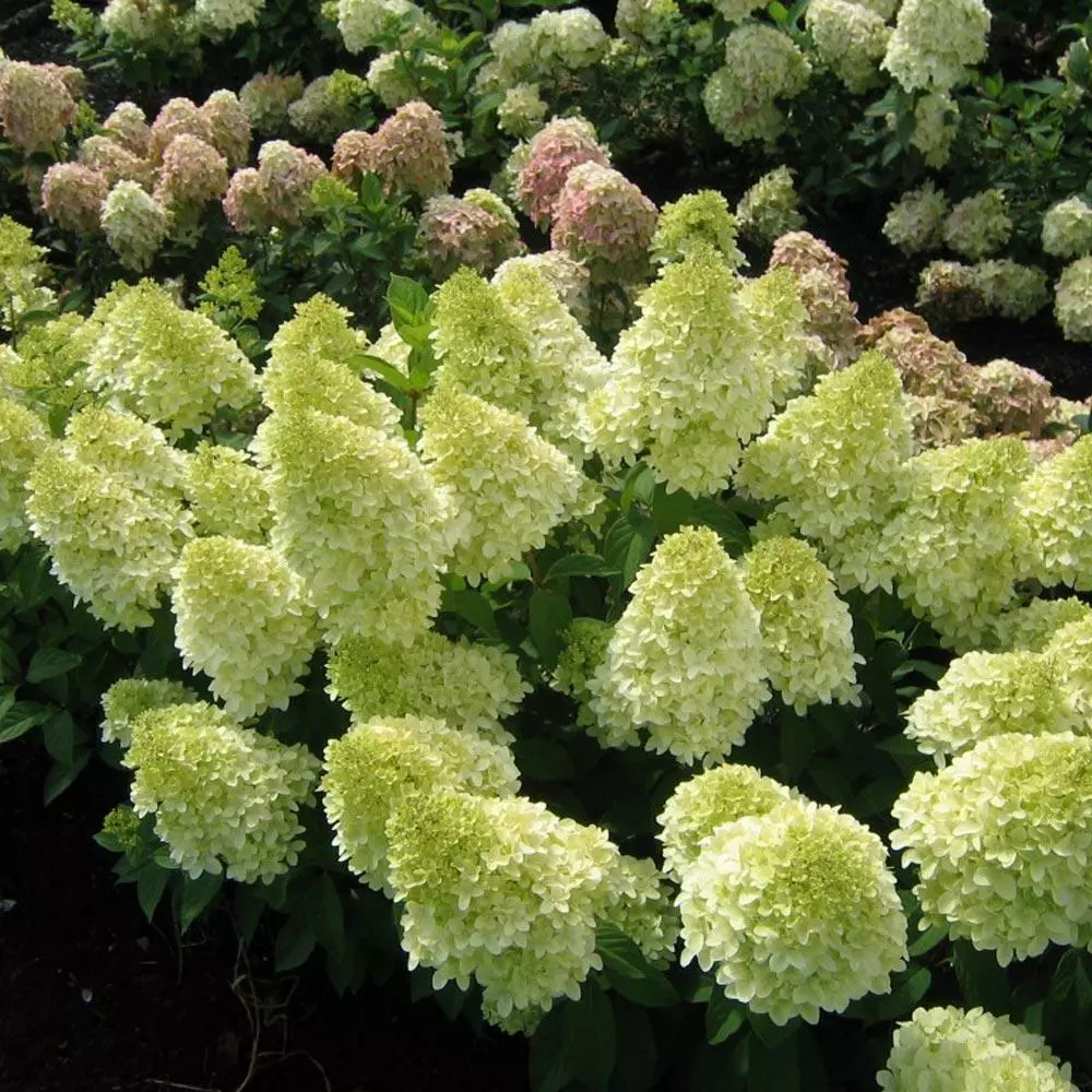 Fast Growing Trees Magical® Candle Hydrangea Shrub Hydrangea Shrubs 4 Fast Growing Trees Magical® Candle Hydrangea Shrub Hydrangea Shrubs