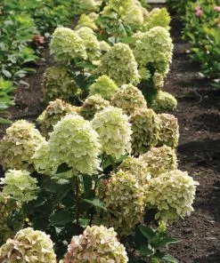 Fast Growing Trees Magical® Candle Hydrangea Shrub Hydrangea Shrubs 8 Fast Growing Trees Magical® Candle Hydrangea Shrub Hydrangea Shrubs