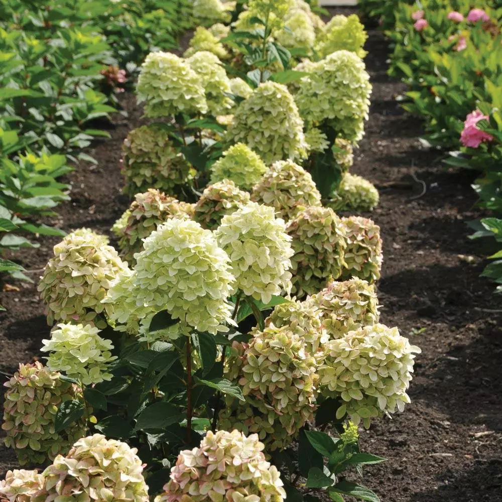 Fast Growing Trees Magical® Candle Hydrangea Shrub Hydrangea Shrubs 5 Fast Growing Trees Magical® Candle Hydrangea Shrub Hydrangea Shrubs
