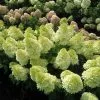 Fast Growing Trees Magical® Candle Hydrangea Shrub Hydrangea Shrubs 1 Fast Growing Trees Magical® Candle Hydrangea Shrub Hydrangea Shrubs
