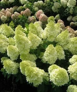 Fast Growing Trees Magical® Candle Hydrangea Shrub Hydrangea Shrubs
