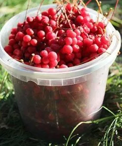 Fast Growing Trees Magnolia Vine (Five Flavor Fruit)