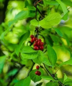 Fast Growing Trees Magnolia Vine (Five Flavor Fruit)