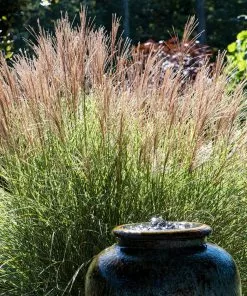 Fast Growing Trees Morning Light Miscanthus Ornamental Grasses 9 Fast Growing Trees Morning Light Miscanthus Ornamental Grasses