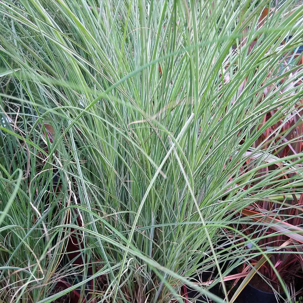 Fast Growing Trees Morning Light Miscanthus Ornamental Grasses 7 Fast Growing Trees Morning Light Miscanthus Ornamental Grasses