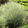 Fast Growing Trees Morning Light Miscanthus Ornamental Grasses 2 Fast Growing Trees Morning Light Miscanthus Ornamental Grasses