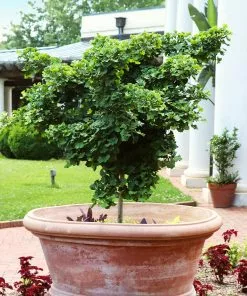 Fast Growing Trees Ginkgo Biloba 'Mariken' Tree 11 Fast Growing Trees Ginkgo Biloba 'Mariken' Tree