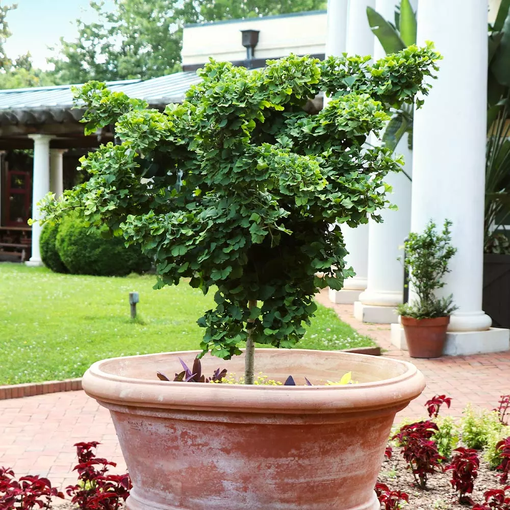 Fast Growing Trees Ginkgo Biloba 'Mariken' Tree 6 Fast Growing Trees Ginkgo Biloba 'Mariken' Tree