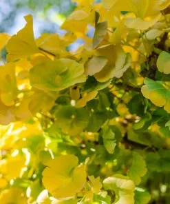 Fast Growing Trees Ginkgo Biloba 'Mariken' Tree 12 Fast Growing Trees Ginkgo Biloba 'Mariken' Tree