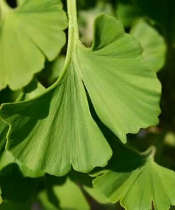 Fast Growing Trees Ginkgo Biloba 'Mariken' Tree 13 Fast Growing Trees Ginkgo Biloba 'Mariken' Tree