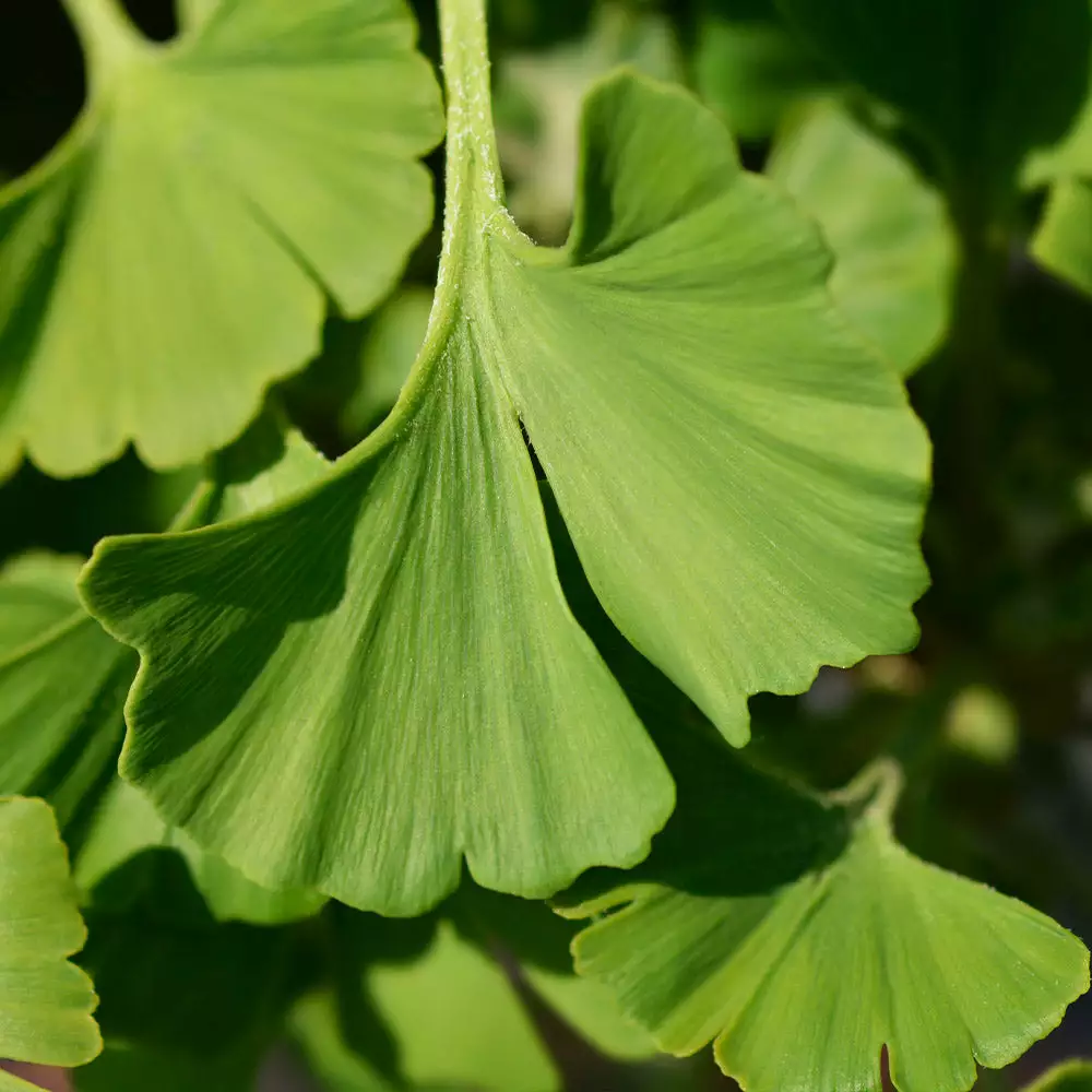 Fast Growing Trees Ginkgo Biloba 'Mariken' Tree 8 Fast Growing Trees Ginkgo Biloba 'Mariken' Tree