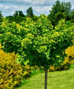 Fast Growing Trees Ginkgo Biloba 'Mariken' Tree 10 Fast Growing Trees Ginkgo Biloba 'Mariken' Tree