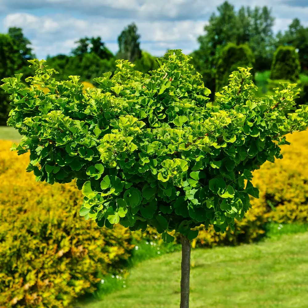 Fast Growing Trees Ginkgo Biloba 'Mariken' Tree 5 Fast Growing Trees Ginkgo Biloba 'Mariken' Tree