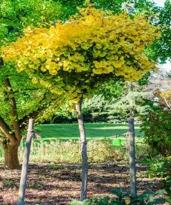 Fast Growing Trees Ginkgo Biloba 'Mariken' Tree