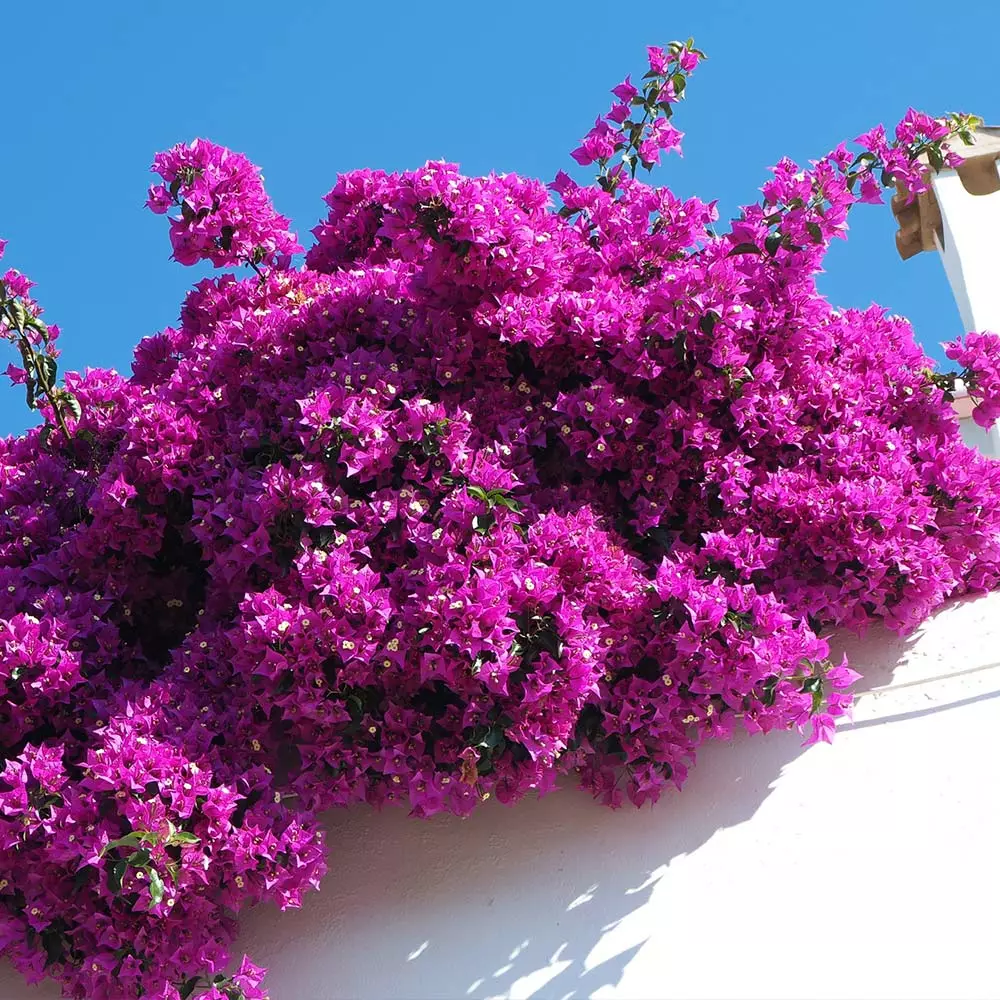 Fast Growing Trees Majestic Purple Bougainvillea See All Shrubs & Hedges 4 Fast Growing Trees Majestic Purple Bougainvillea See All Shrubs & Hedges