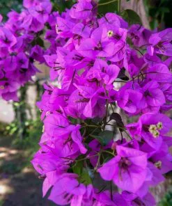 Fast Growing Trees Majestic Purple Bougainvillea See All Shrubs & Hedges 7 Fast Growing Trees Majestic Purple Bougainvillea See All Shrubs & Hedges