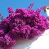 Fast Growing Trees Majestic Purple Bougainvillea See All Shrubs & Hedges 1 Fast Growing Trees Majestic Purple Bougainvillea See All Shrubs & Hedges