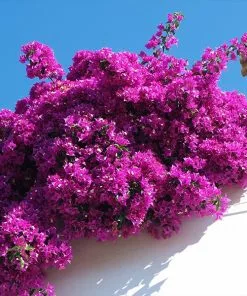 Fast Growing Trees Majestic Purple Bougainvillea See All Shrubs & Hedges