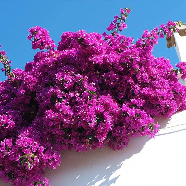 Fast Growing Trees Majestic Purple Bougainvillea See All Shrubs & Hedges 3 Fast Growing Trees Majestic Purple Bougainvillea See All Shrubs & Hedges