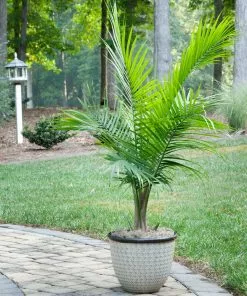 Fast Growing Trees Majesty Palm Tree 16 Fast Growing Trees Majesty Palm Tree