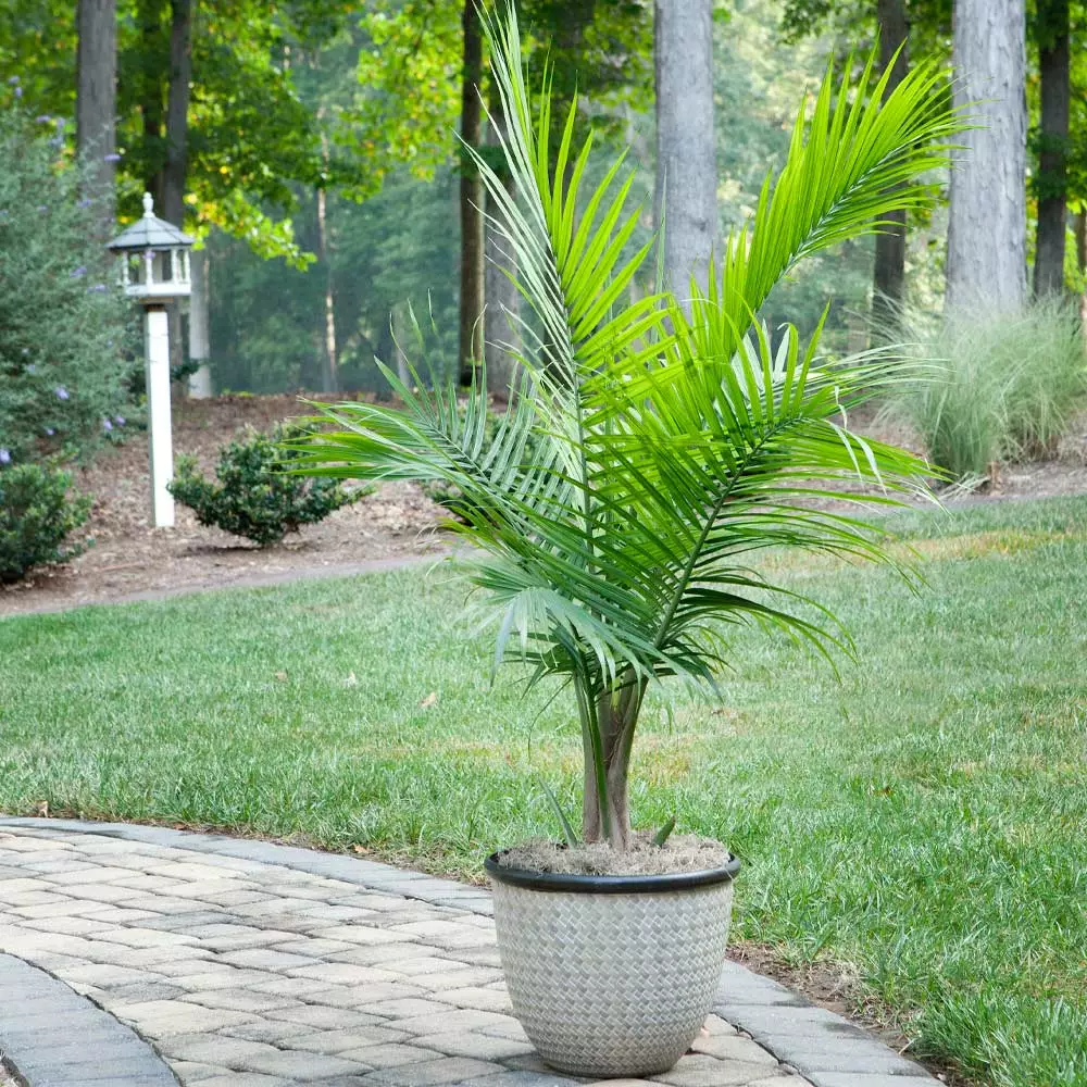 Fast Growing Trees Majesty Palm Tree 6 Fast Growing Trees Majesty Palm Tree