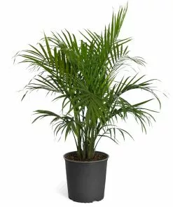 Fast Growing Trees Majesty Palm Tree 23 Fast Growing Trees Majesty Palm Tree