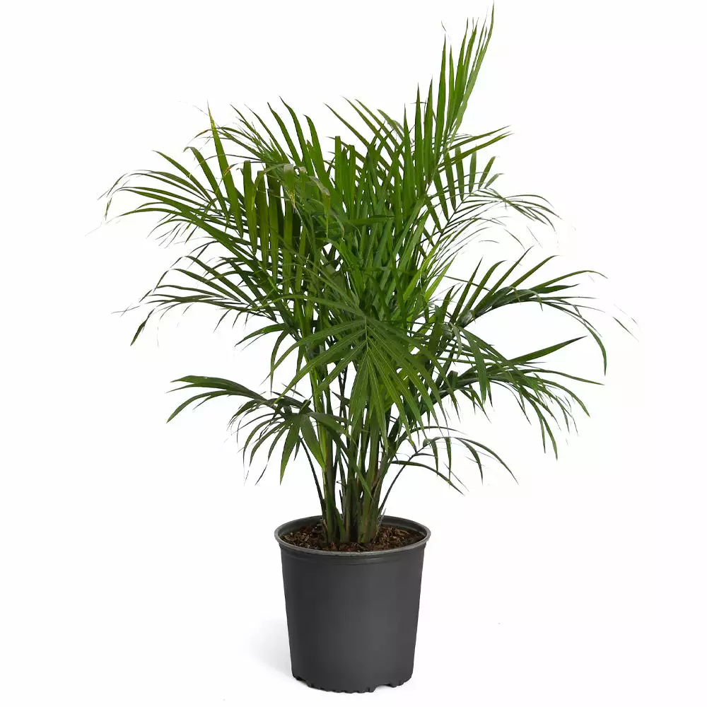 Fast Growing Trees Majesty Palm Tree 13 Fast Growing Trees Majesty Palm Tree